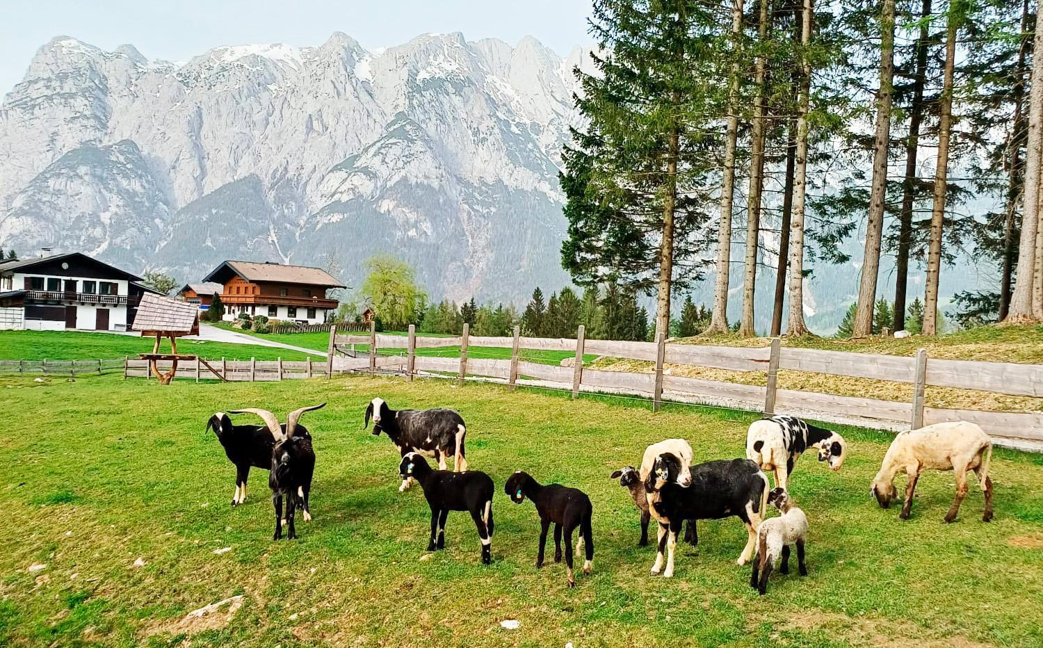 Mountain Residence Riesgut Werfen Eksteriør bilde